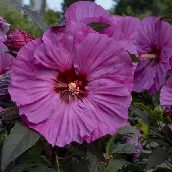 hibiscus berry awesome hardy summerific plants plant perennial mallow series rose pot live inch pink flowers bush garden
