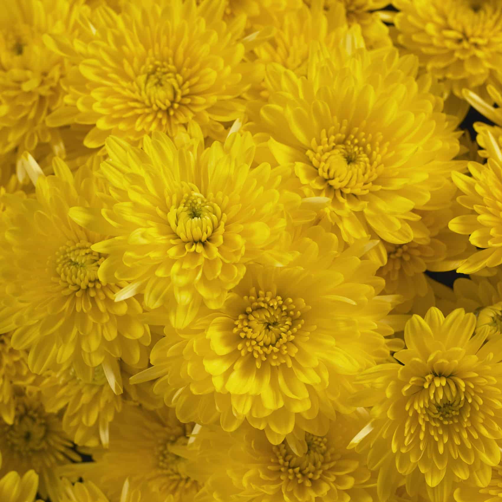 Chrysanthemum 'Yellow Varieties' Longfellow's Garden Center