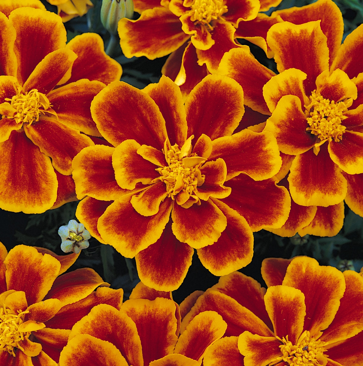 Marigold 'Durango' Series - Longfellow's Garden Center