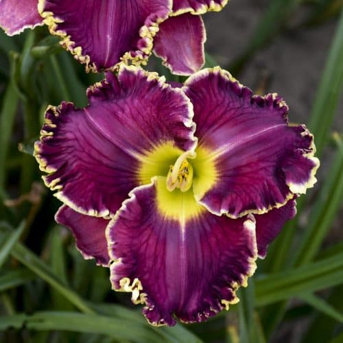 Purple daylily store