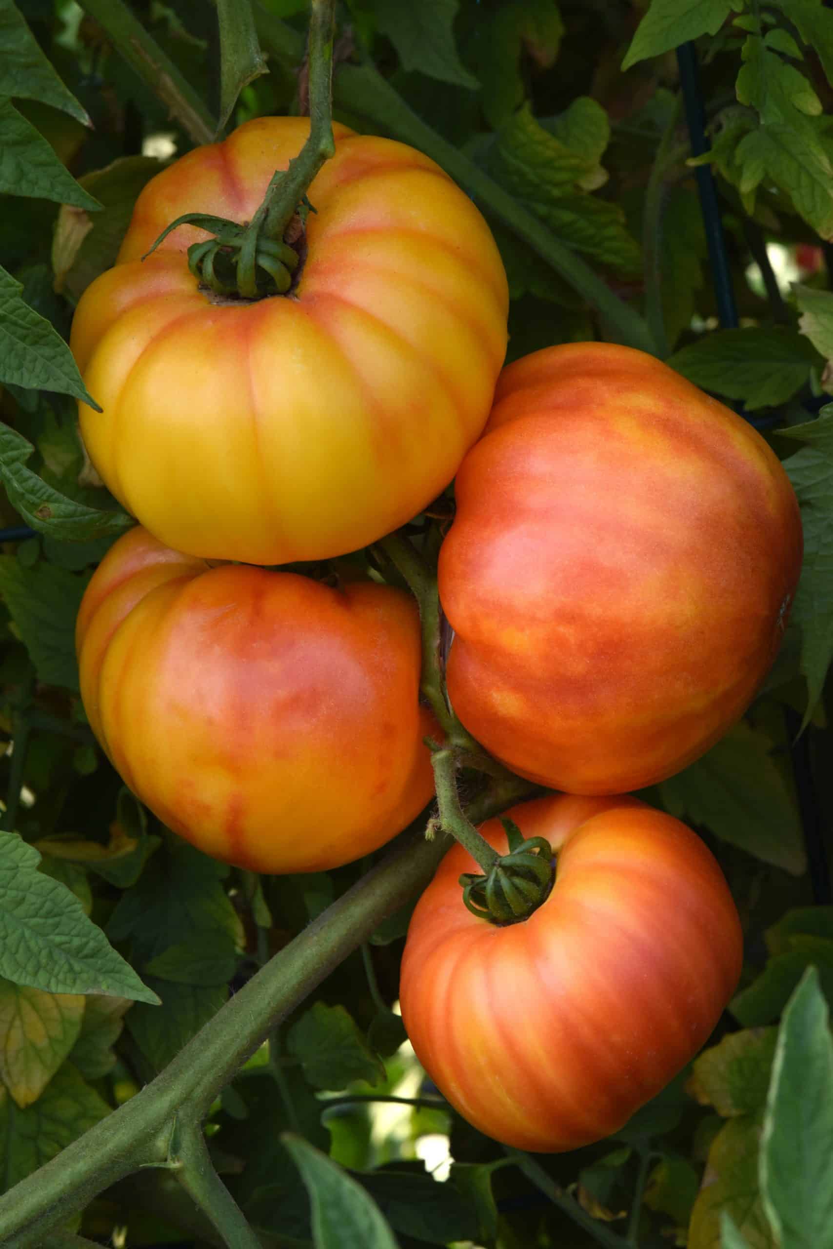 Chef's Choice Orange Tomato Plant