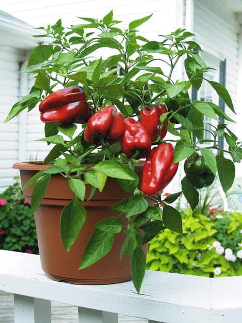 Peppers, Sweet - Longfellow's Garden Center