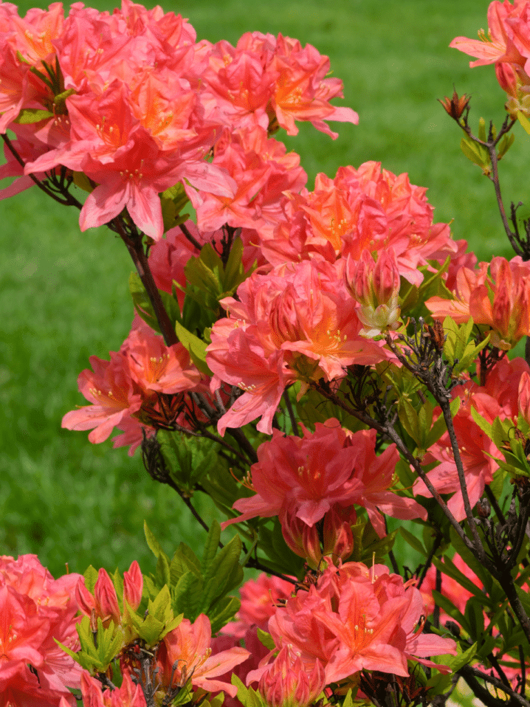 Azalea - Deciduous Varieties - Longfellow's Garden Center