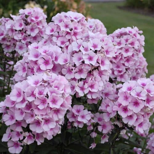 Phlox, Tall Garden - Longfellow's Garden Center