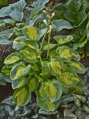 Hosta, Yellow & Green Variegated Varieties - Longfellow's Garden Center