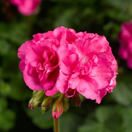 Geranium, Interspecific 'Calliope' Series - Longfellow's Garden Center