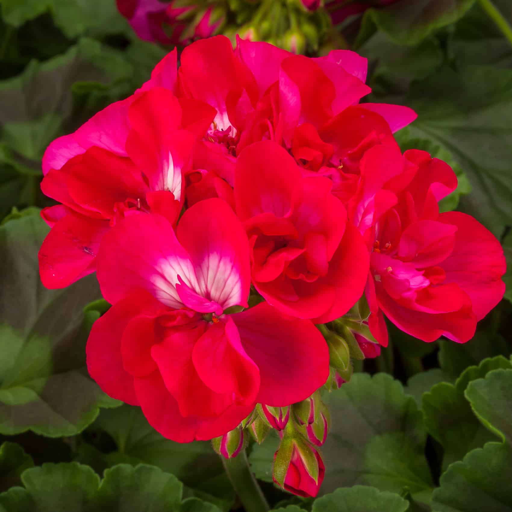 Geranium, Interspecific 'Calliope' Series - Longfellow's Garden Center