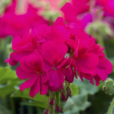 Geranium, Interspecific 'Calliope' Series - Longfellow's Garden Center