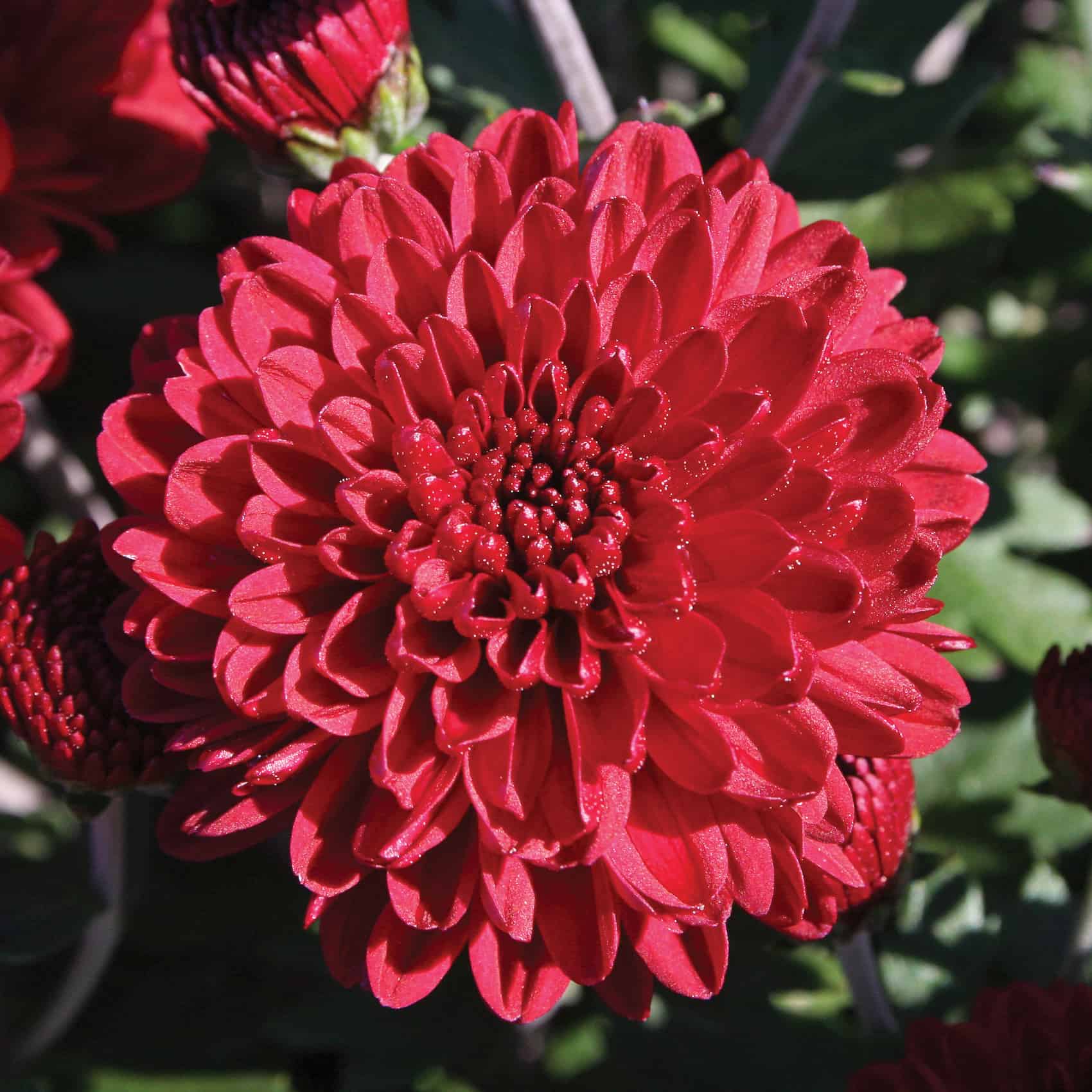 Chrysanthemum 'Red Varieties' - Longfellow's Garden Center