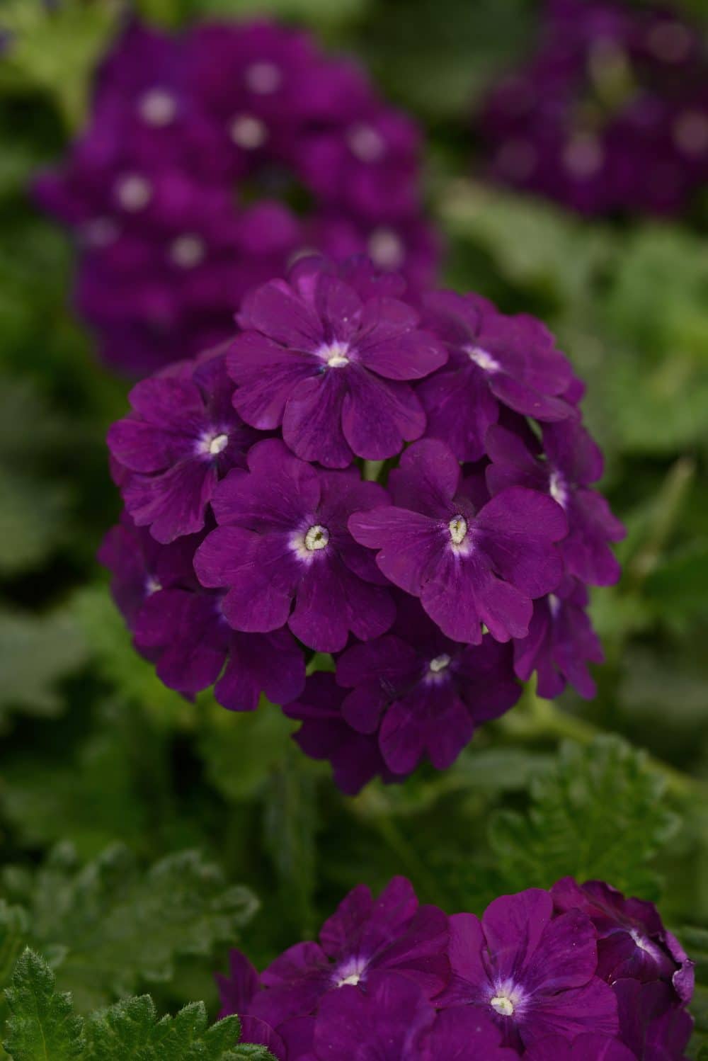 verbena-firehouse-series-longfellow-s-garden-center