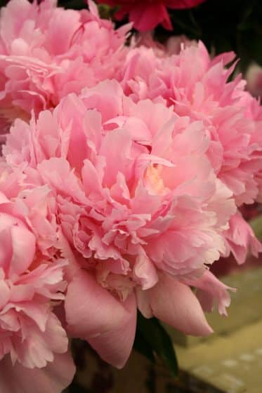 Oakwood Farms® Chinese peony flower bulb  soft pink peony Flower bulb For  Indoor/Outdoor home Gardening Pack of 1 bulb : : Garden & Outdoors