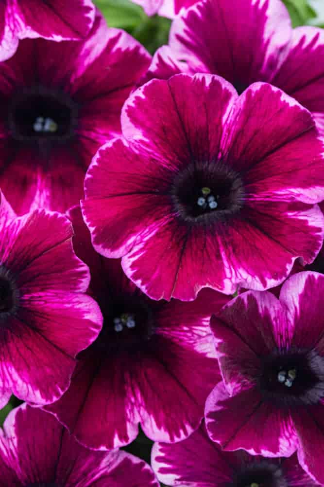 Petunia 'Crazytunia' Series - Longfellow's Garden Center