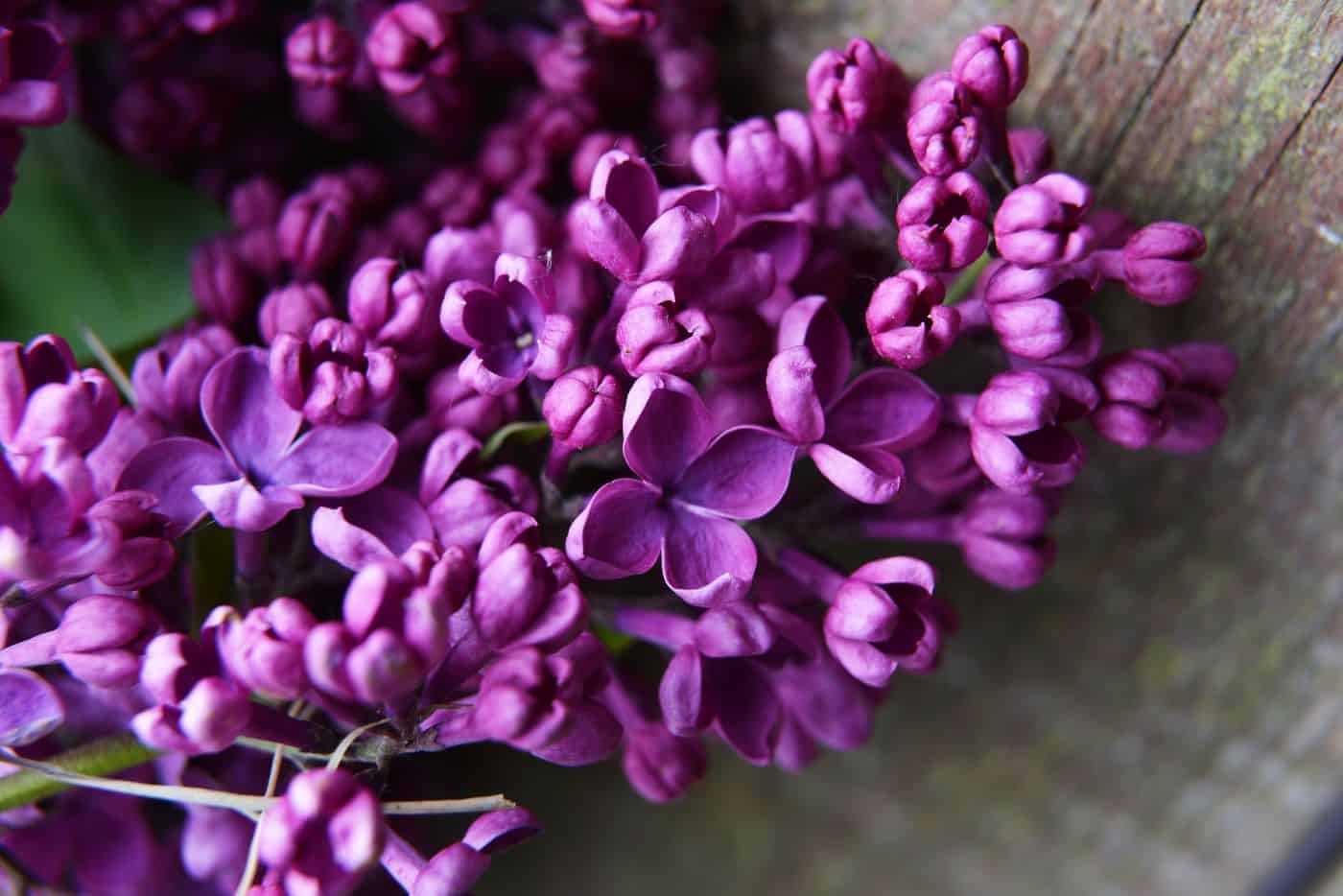 Did Your Lilacs Bloom this Spring The Mystery of the Missing Lilacs