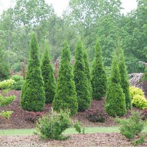 Oh, So Many Arborvitae Choices - Longfellow's Garden Center