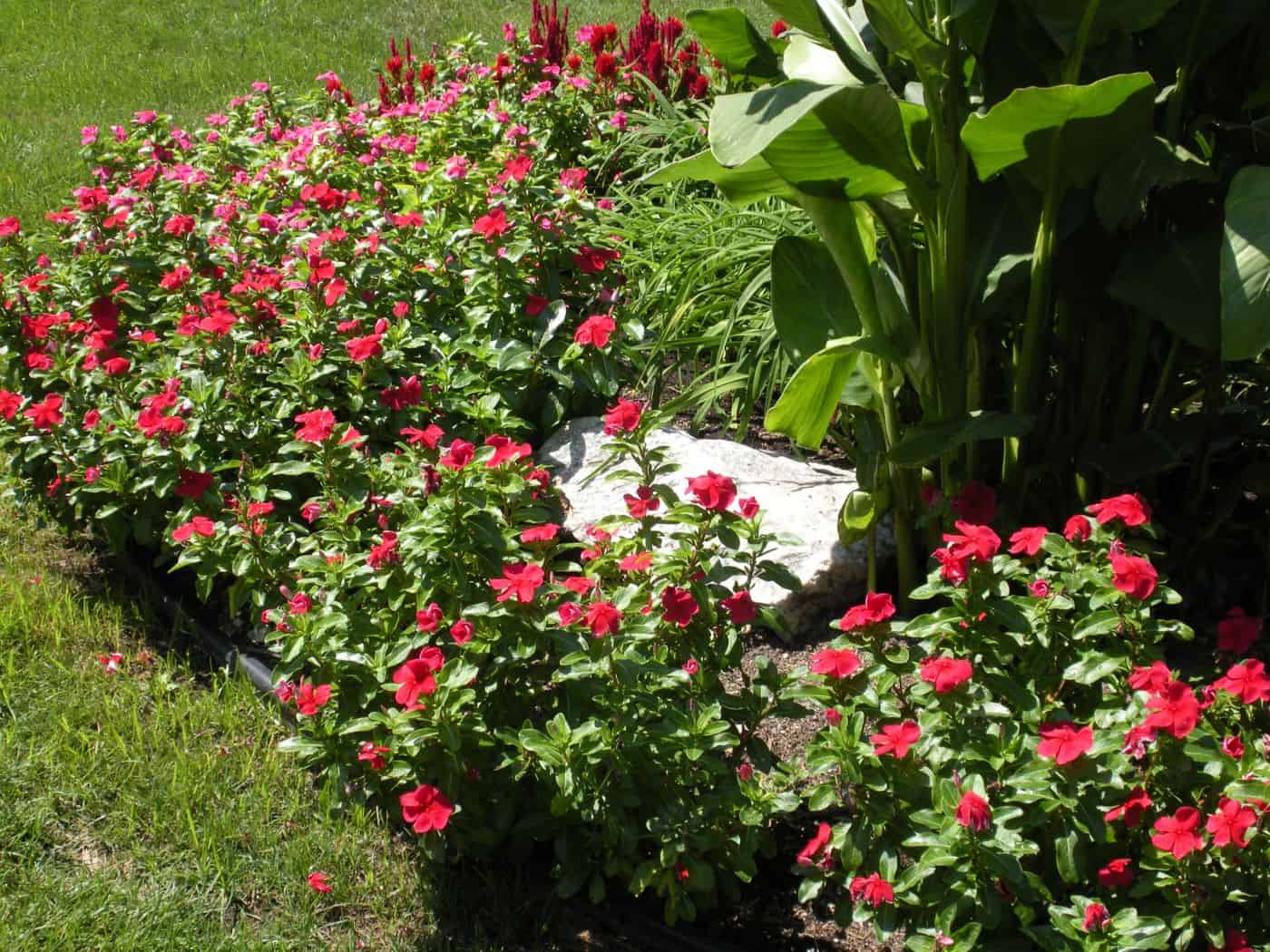 Landscape - Longfellow's Garden Center