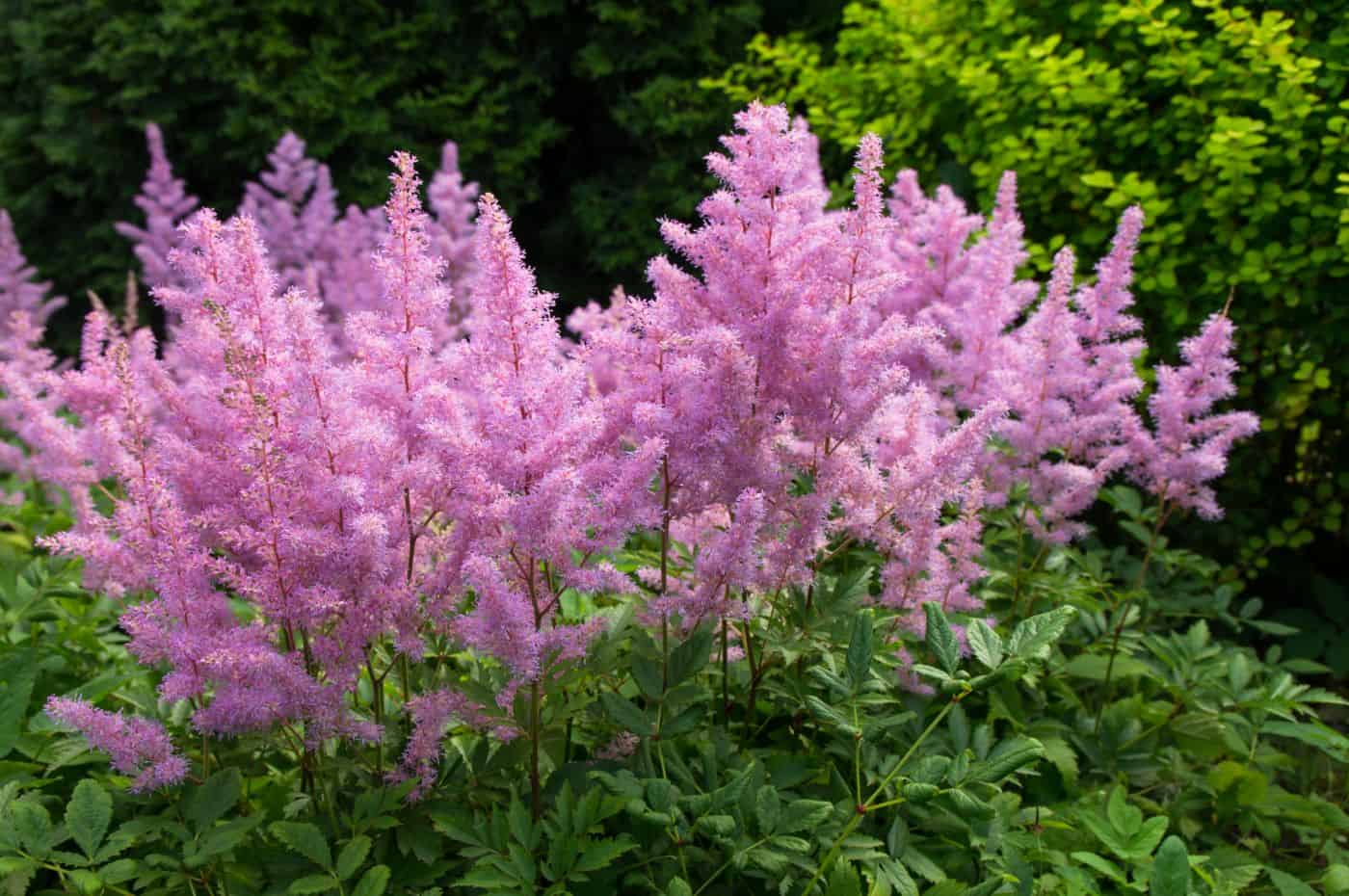 Ireland Garden Tour - Day 2 - Longfellow's Garden Center