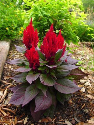 Celosia New Look Longfellow S Garden Center