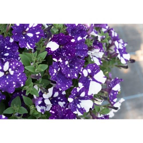 Petunia 'Surprise Sparkle' Series Longfellow's Garden Center
