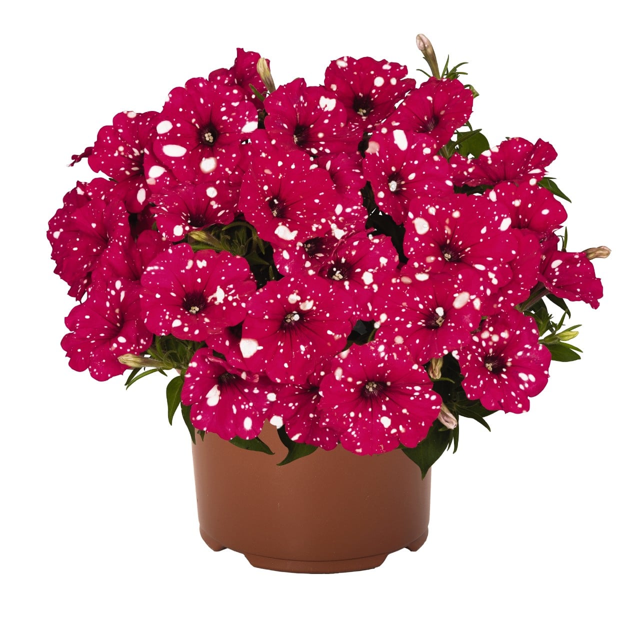 Petunia 'Surprise Sparkle' Series Longfellow's Garden Center