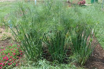 Papyrus 'Nile Queen' - Longfellow's Garden Center