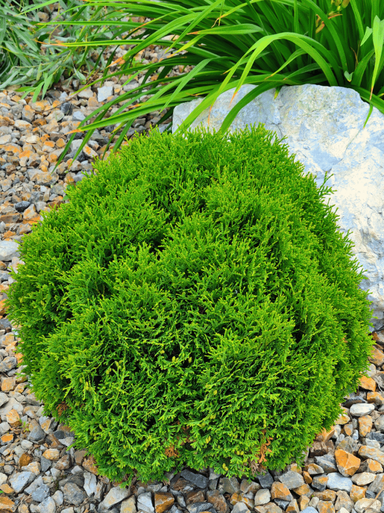 Arborvitae - Dwarf Varieties - Longfellow's Garden Center