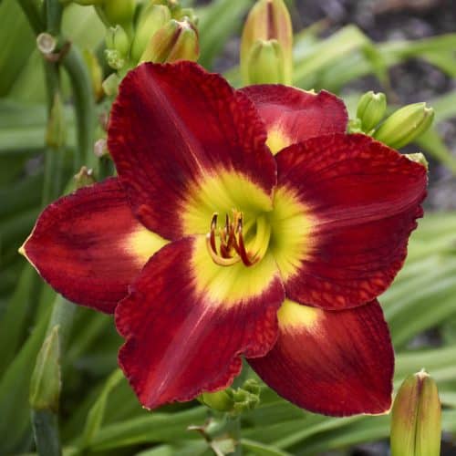 Daylily Plant BRIGHT HAVEN Perennial DF Hensley-D Red Rose Pink Flower