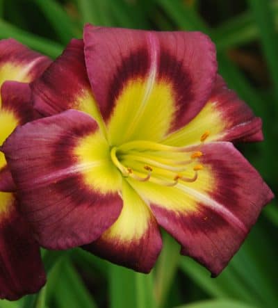 Daylily - Hemerocallis, Red & Pink Varieties - Longfellow ...