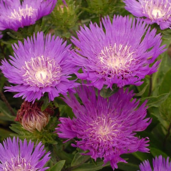 Stokesia 'Honeysong Purple' - Longfellow's Garden Center