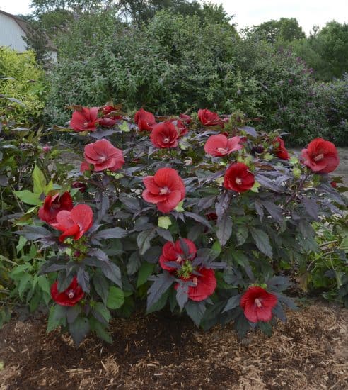 Hibiscus, Hardy 'Midnight Marvel' - Longfellow's Garden Center