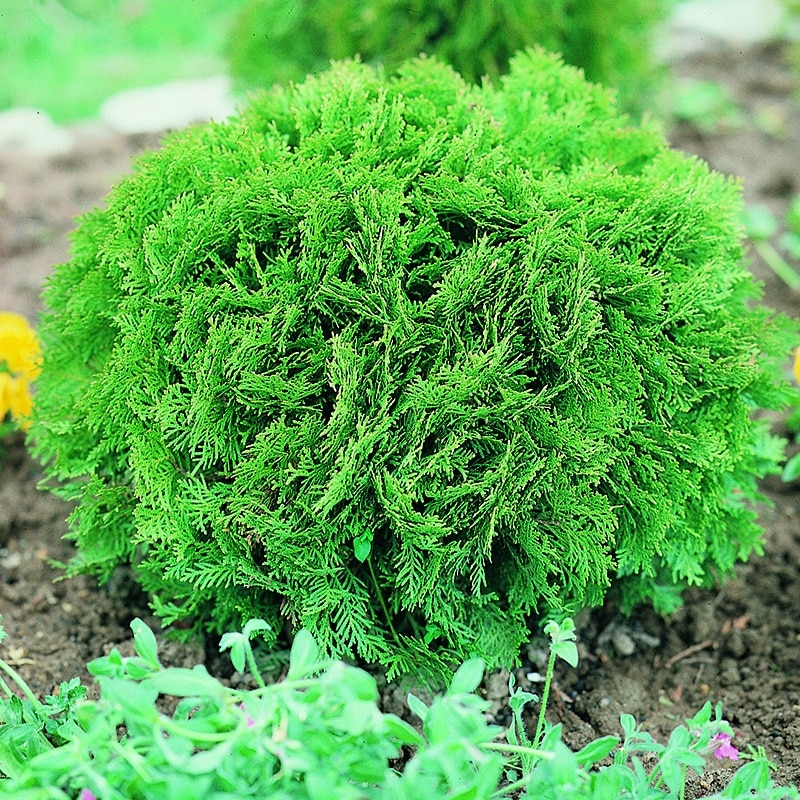 thumbnail image 2 of Little Giant Dwarf Arborvitae (Thuja Occidentalis) – Live Plant In 2.5 QT Fabric Grow Bag 2 of 3