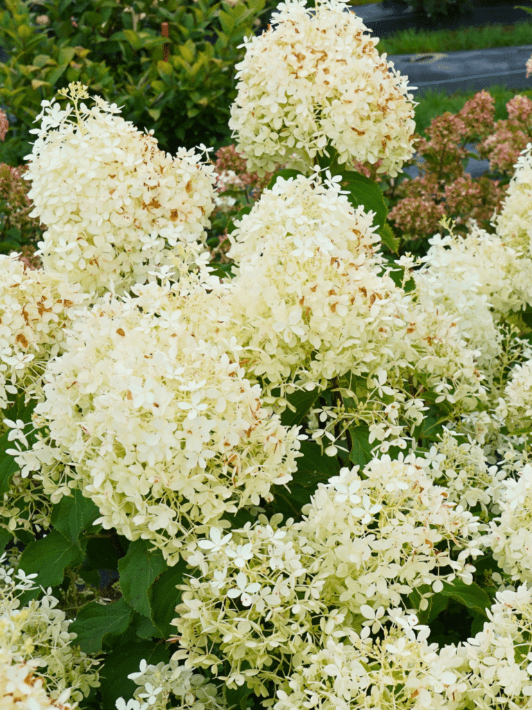 Hydrangea 'Puffer Fish' - Longfellow's Garden Center