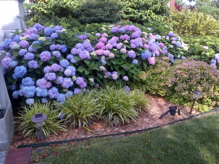 How to Get Mophead Hydrangeas to Bloom Longfellow's Garden Center