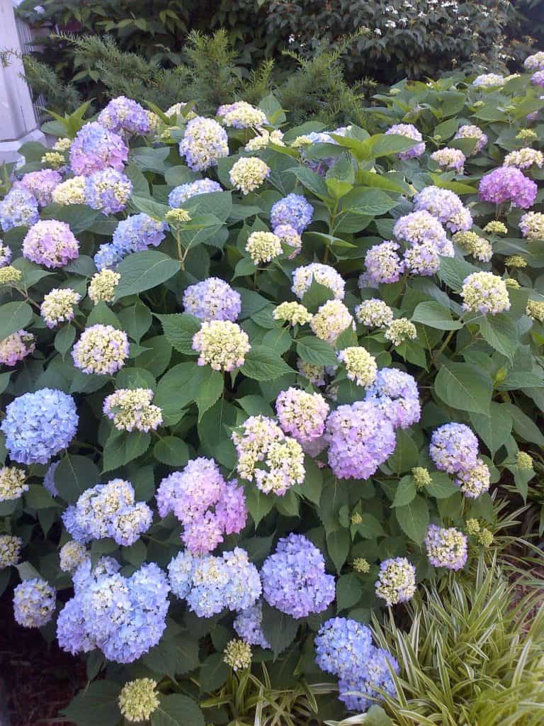 How to Get Mophead Hydrangeas to Bloom - Longfellow's Garden Center