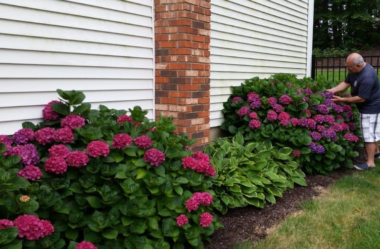 How to Get Mophead Hydrangeas to Bloom Longfellow's Garden Center