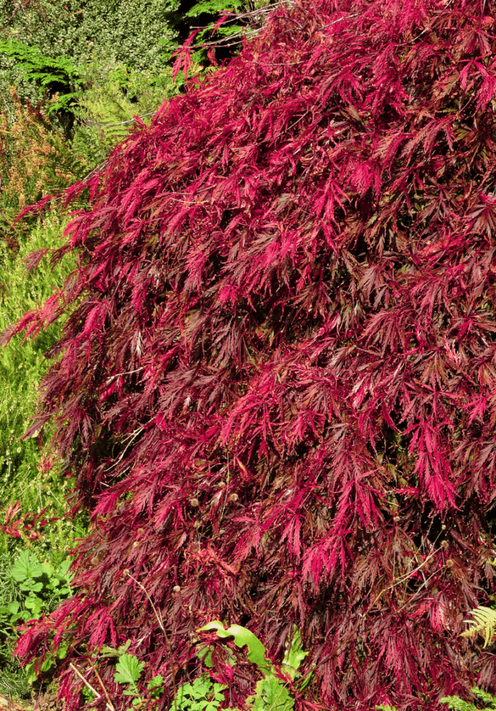 Japanese Maple - Weeping - Longfellow's Garden Center