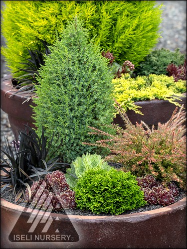 Conifers in Containers - Longfellow's Garden Center