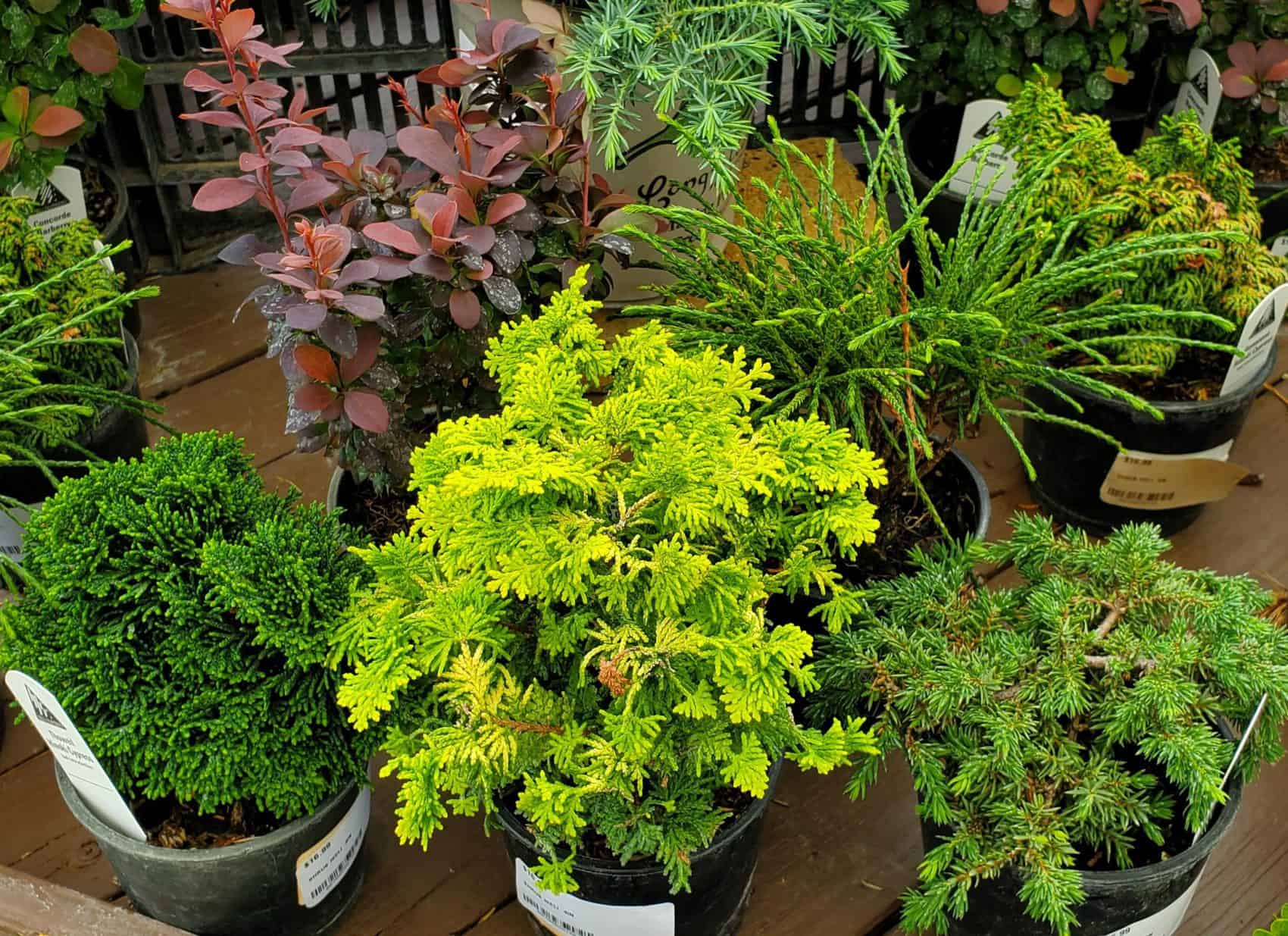 Conifers in Containers Longfellow's Garden Center
