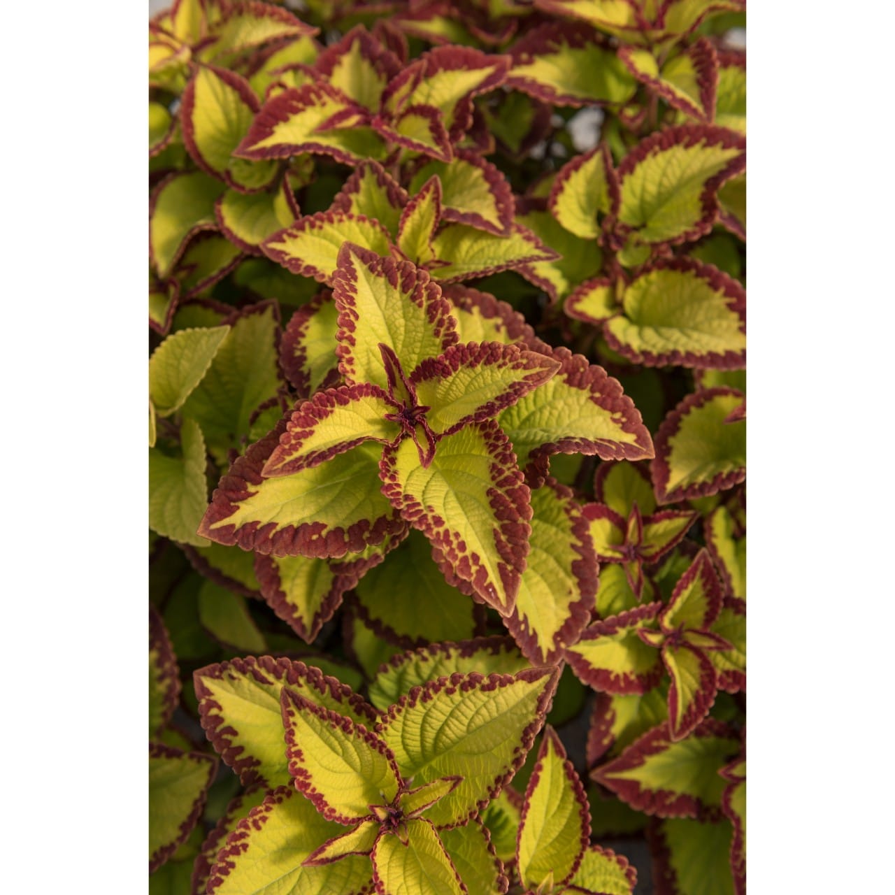 Coleus 'Stained Glassworks' Series Longfellow's Garden Center